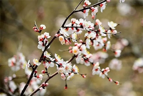 吃喝玩樂(lè)不遠(yuǎn)行，帶你一卡游濟(jì)寧！濟(jì)寧旅游惠民卡送您一個(gè)春天（附辦卡攻略）