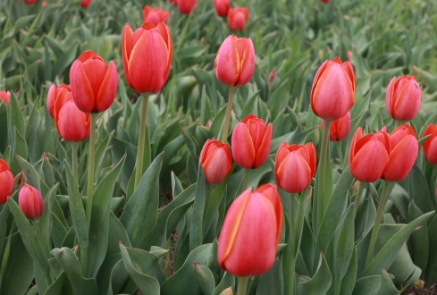 當(dāng)好排頭兵主力軍 濟寧國有企業(yè)改革“倒計時